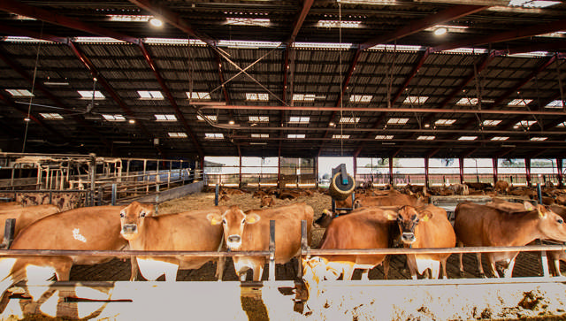 Danmark rundt med SIF – 3. etape: Vi bringer nyt lys til stalden – og hjælper med at sikre bedre mælkeproduktion